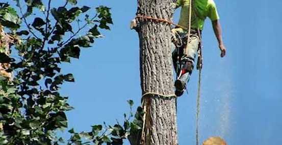 Tree Services